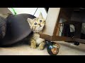 元気でやんちゃに育ってきた保護猫