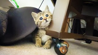 元気でやんちゃに育ってきた保護猫