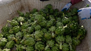 Fourth Generation Artichoke Farm - America's Heartland by America's Heartland 708 views 9 months ago 2 minutes, 12 seconds