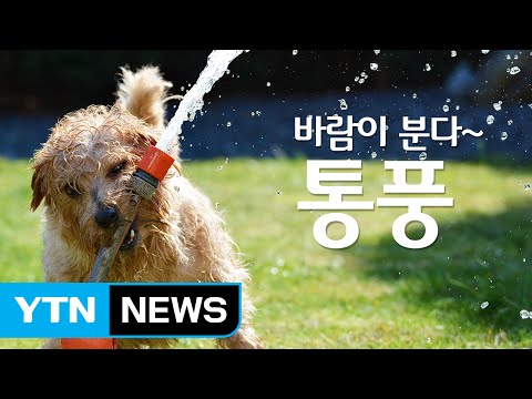 치맥으로 알아보는 통풍 예방법  / YTN (Yes! Top News)