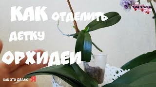 как ОТДЕЛИТЬ детку ОРХИДЕИ от ЦВЕТОНОСА |орхидея orchid orchid ОТДЕЛЕНИЕ ДЕТКИ ОТ ОРХИДЕИ ФАЛЕНОПСИС