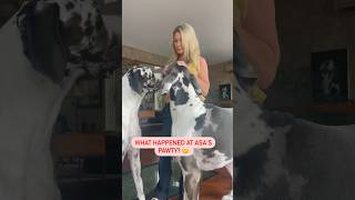 How Great Dane's Birthday Party Went #dog #party #pets #greatdane