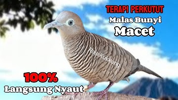 Perkutut Lokal Gacor RAJA PIKAT Ahlinya Bikin Semua Burung Perkutut Gacor Nyaut