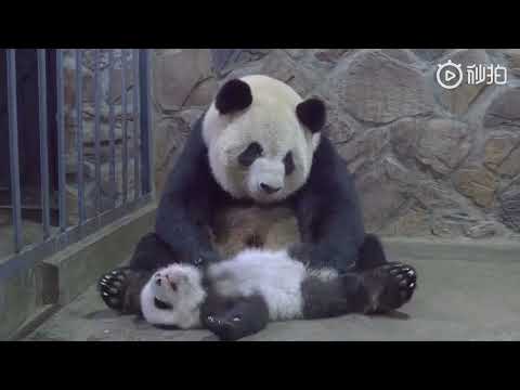 熊猫老妈是怎么带娃的｜Basically, This Is How Pandas Raises Their Cubs
