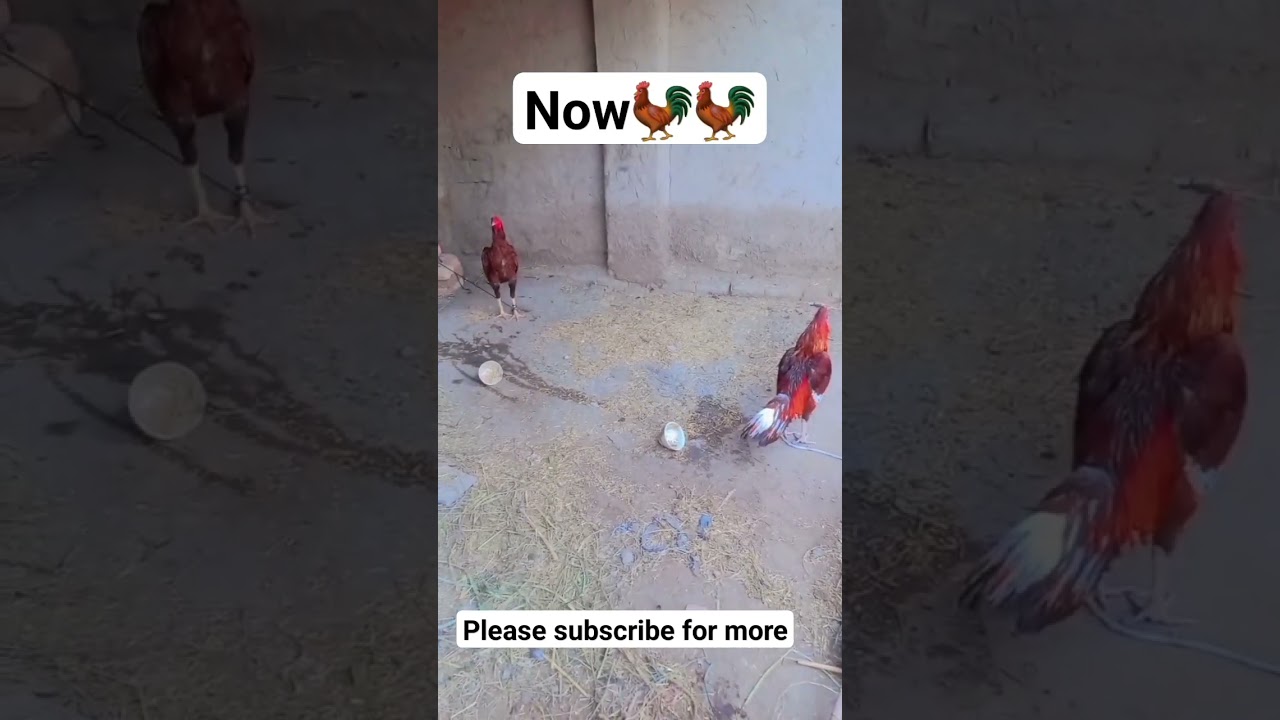 Fighter aseel murgy for sell🐓