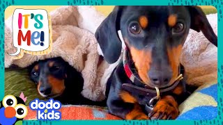 Doggy Sisters Are The QUEENS Of The House | Dodo Kids | It&#39;s Me!