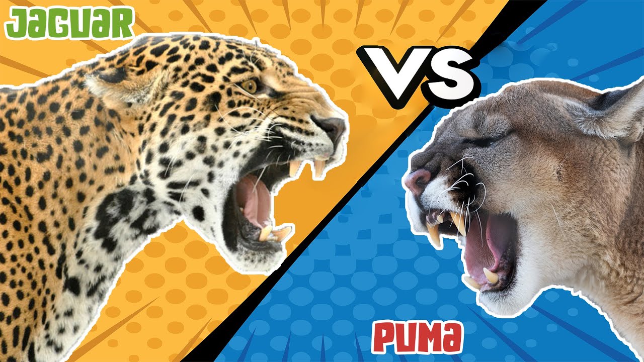 Jaguar VS - Who Would Win - YouTube