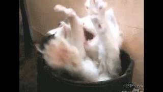 Amazing GIFS on Twitter Yawning is contagious httpst coyRCqwZu4fa