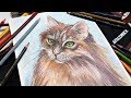 20+ Watercolor Pencil Hacks! // How to Paint a Long Haired Cat Real-Time Tutorial
