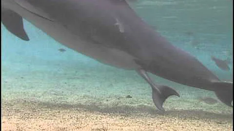 Wie bekommt ein Delfin ein Baby?