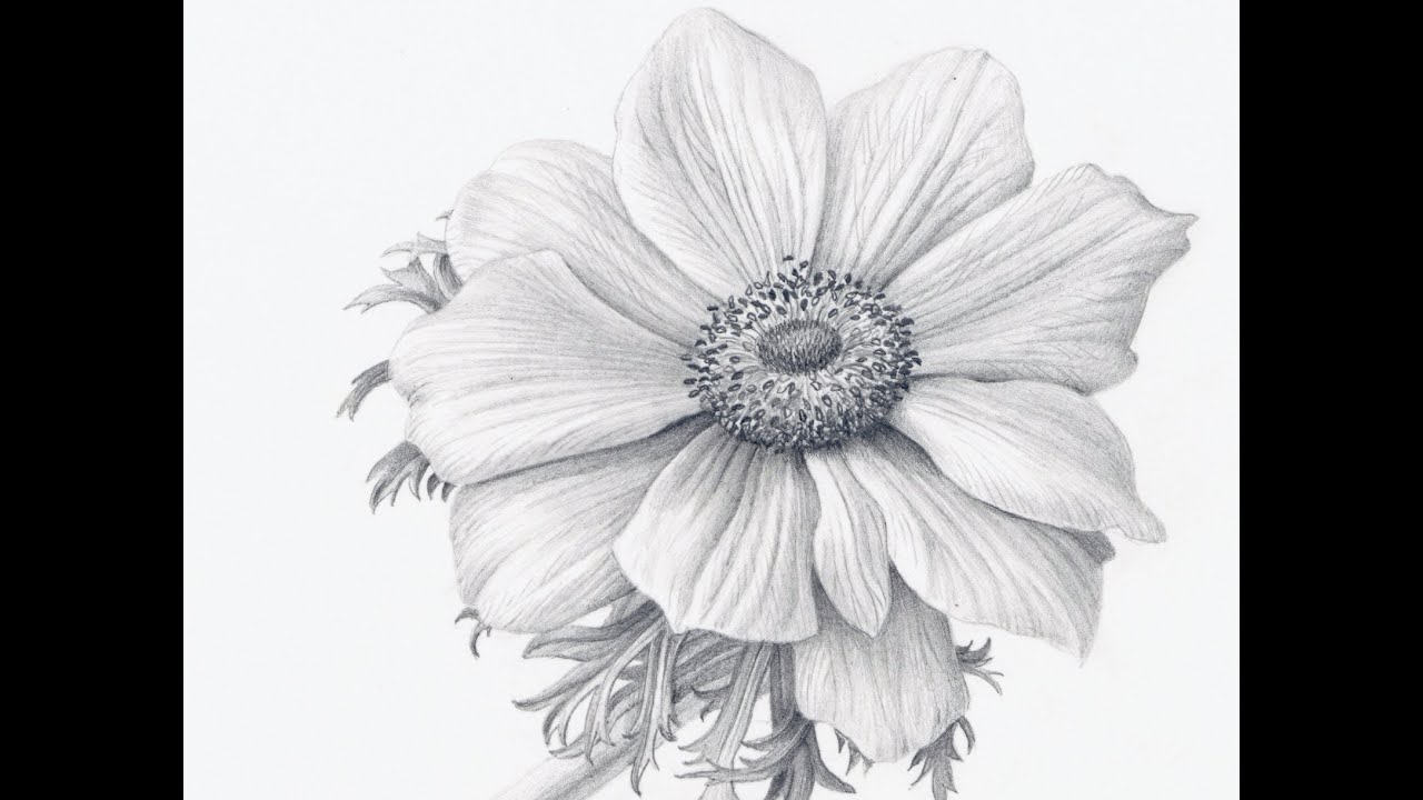 How To Draw Flowers Realistically Youtube