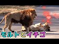 「イチゴ」に夢中の「モルト」🦁💗😸 多摩動物公園ライオン園ドキュメンタリー