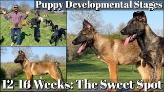 Puppy Developmental Stages: Episode 6 | The Socialization Sweet Spot 1216 Weeks