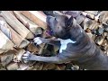 Собаки складывают дрова | стаффорд Оскар золотистый ретривер Боня