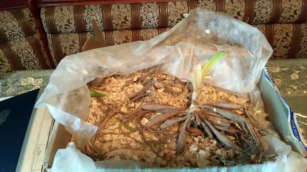 Интернет Магазин Цветок Славянск На Кубани Ворошилова