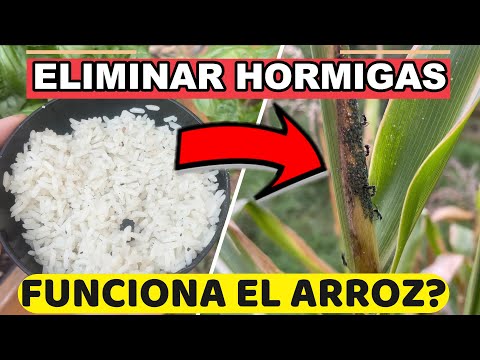 Video: Sobre cómo sacar hormigas del jardín y si es realmente necesario hacerlo