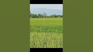 jaipong puspa karima