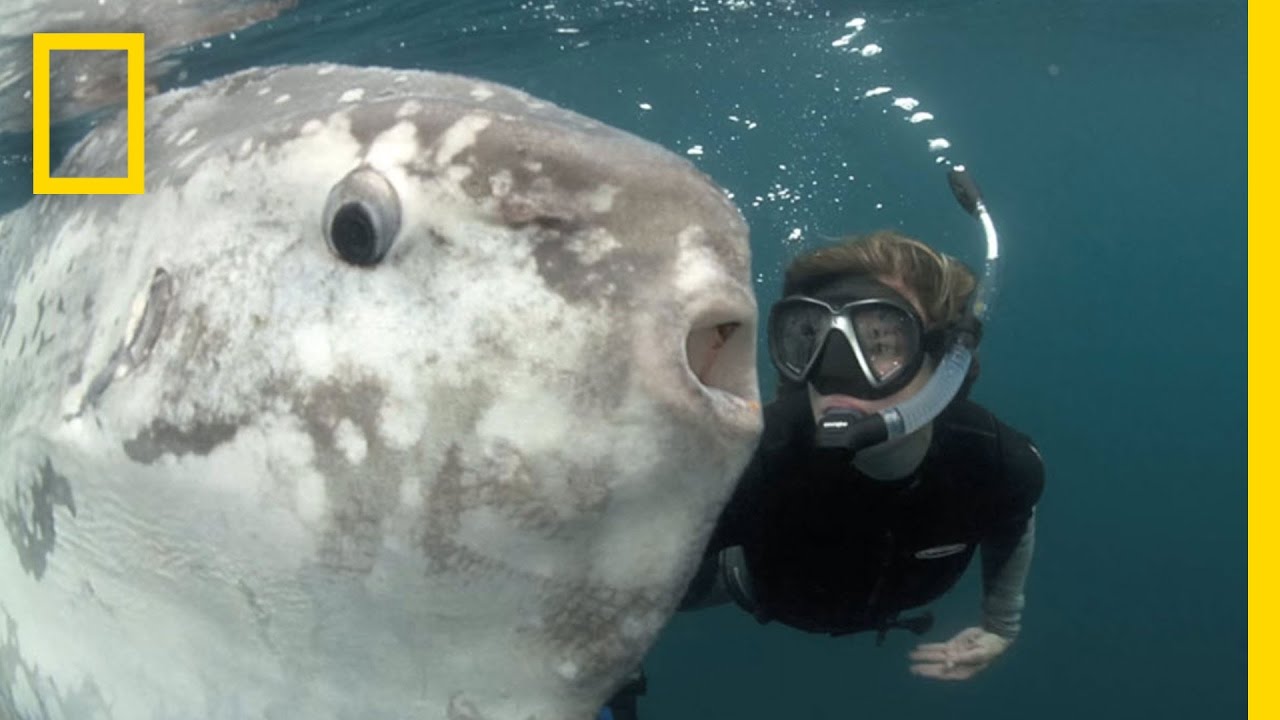 Strange Sunfish and Hope for the Ocean  National Geographic