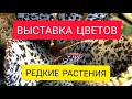 РЕДКИЕ КОМНАТНЫЕ РАСТЕНИЯ. Выставка цветов.