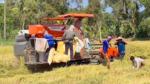 CẢNH MÁY CẮT LÚA KUBOTA DC 93 CẮT LÚA CÙNG ANH EM BẮT CHUỘT QUÁ LIỀU