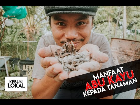 Manfaat ABU KAYU kepada tanaman #kebunlokal