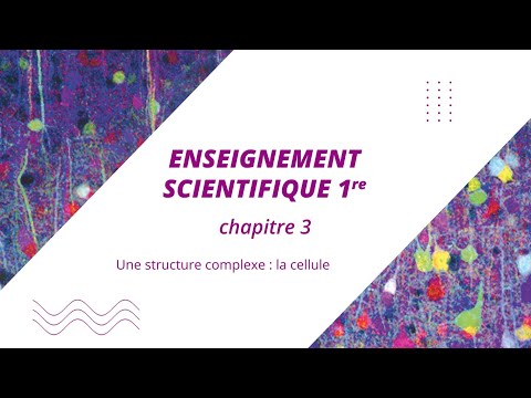 Une structure complexe : la cellule (Enseignement scientifique 1re)