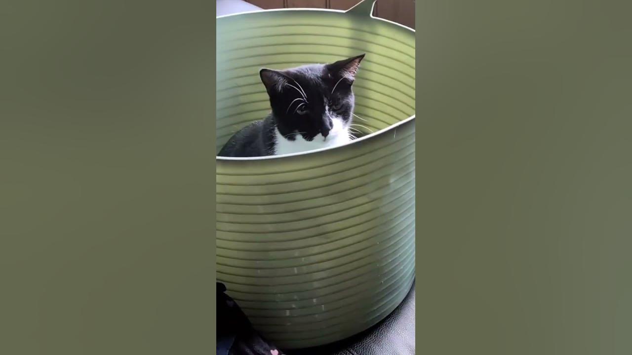 koi mujhe bahar nikalo... cat lovers ..cute cat , - YouTube