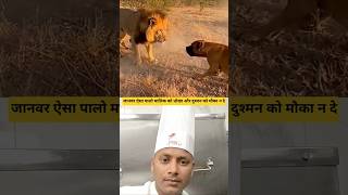 पिटबुल डॉग #ytshorts #dog#lion #wildlife #documentary