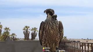 هدد حنزاب على كراوين مقاضب ثلاثه peregrine falcon