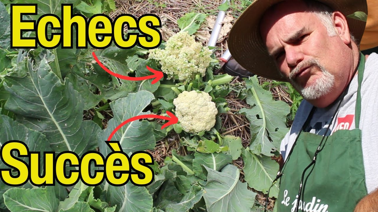 L'évolution de mes choux-fleurs au potager?