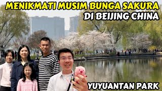 BAWA KELUARGA 🇮🇩 MELIHAT MUSIM SEMI DI BEIJING ｜ SEHARIAN JADI TOUR GUIDE DI CHINA