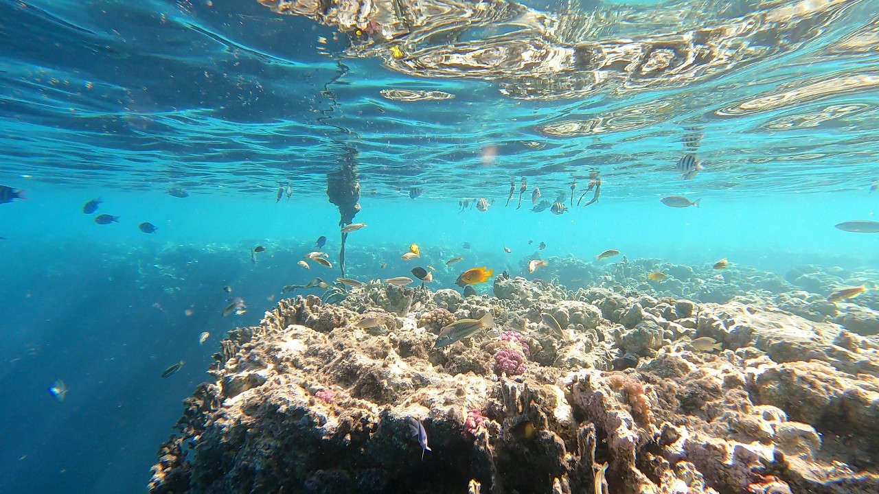 Amazing Red Sea Snorkeling Hotel Reef Marina Lodge at Port Ghalib