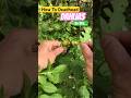Don’t Cut The Wrong Part Off - DEADHEAD DAHLIAS CORRECTLY #shorts #short #shortfeed #gardening #new
