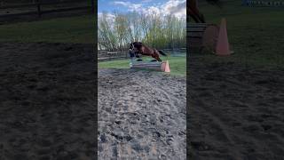 My baby warmblood doing xc jumps