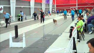 U-FLI Flyball Tournament of Champions 2010: Frenzyed Flyers vs. 4 Dog Flight