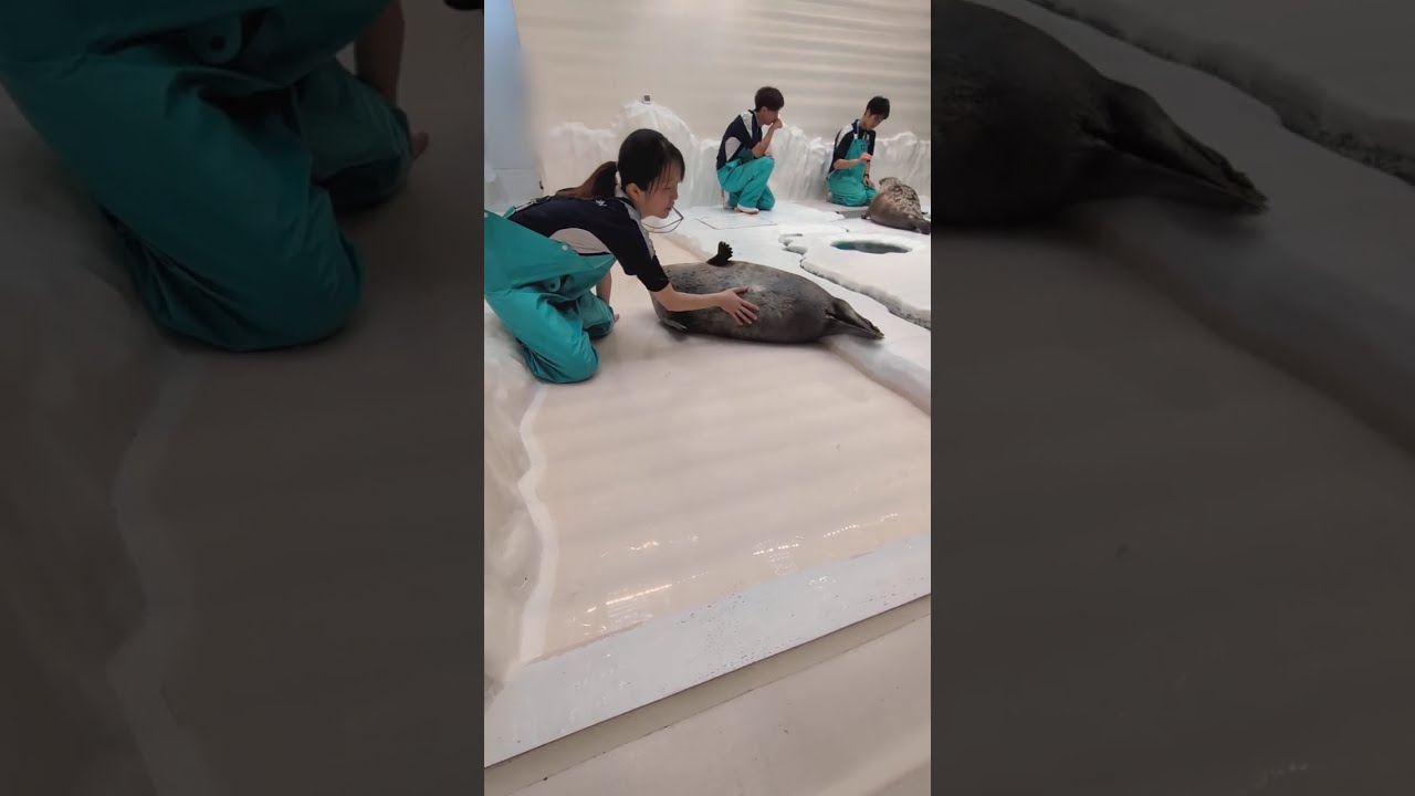 ワモンアザラシのユキちゃん　給餌トレーニングタイム