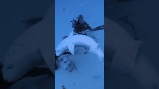 las orca cazando tiburones