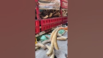 Lược Sừng Bò #facts