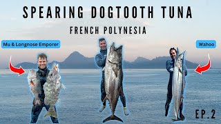 French Polynesia Spearfishing | Massive Dogtooth Tuna | Wahoo, Long Nose Emperor, & Coral Trout