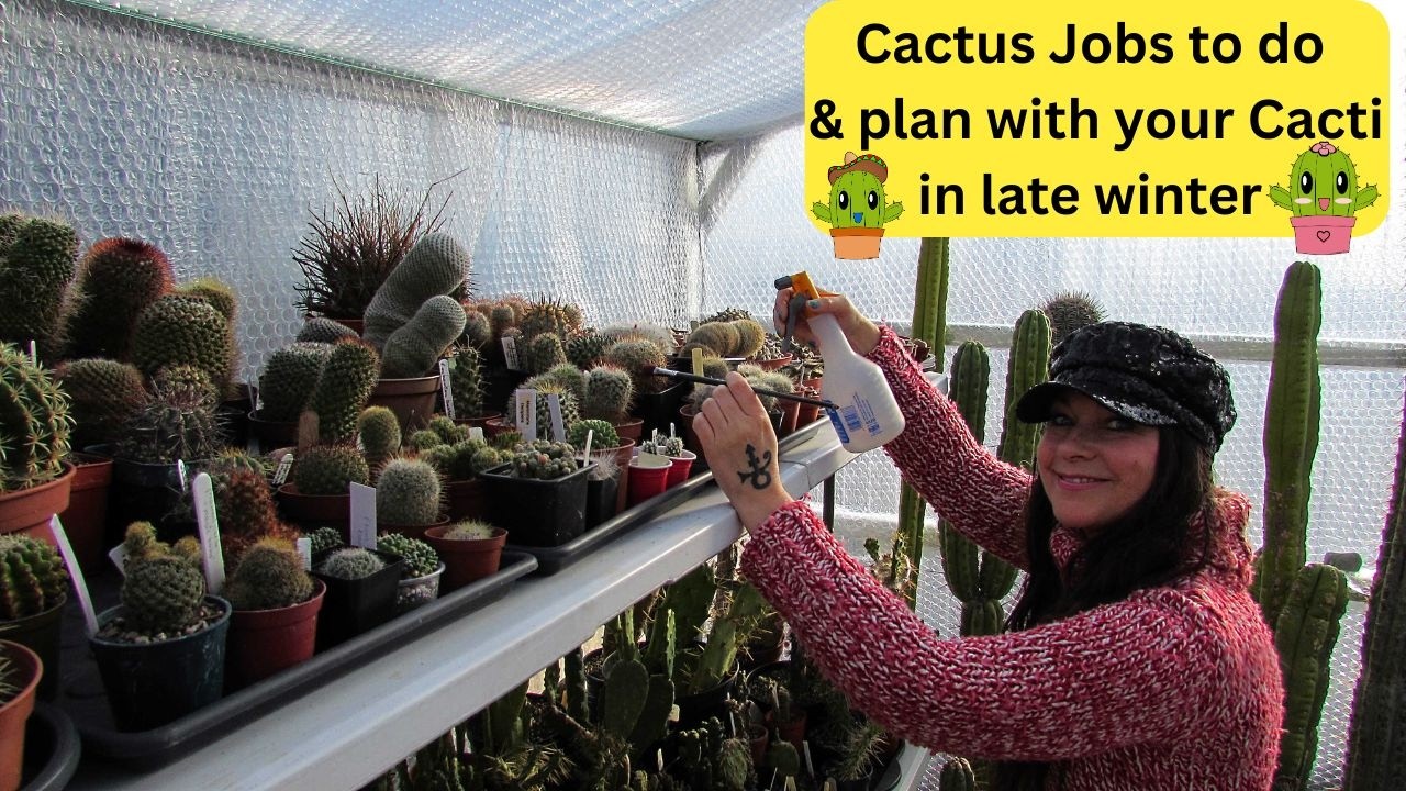 Задачи по уходу за кактусами и планы на конец зимы #кактусы #кактус