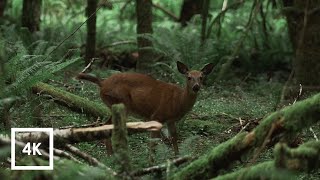 Windy Forest Sounds And River In Olympic National Forest | 4K Binaural Sounds For Sleep