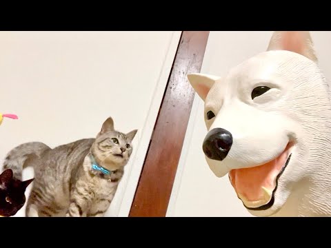 もしも飼い主が犬になって家に帰ってきたら？？