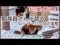 飼育員さんが語る、レッサーパンダの実態｜考えさせられる解説・もぐもぐタイム 旭山動物園