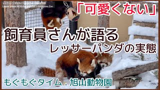 Ecological speech of the red panda