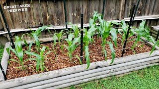I Tried Growing Corn in a Raised Garden Bed
