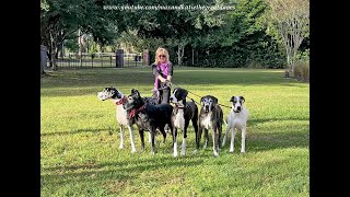 Walking A Funny Great Dane Five Pack Is Challenging  750 lbs /340 kg of Dog Power