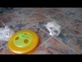Playful Seal Mink Ragdoll Kittens