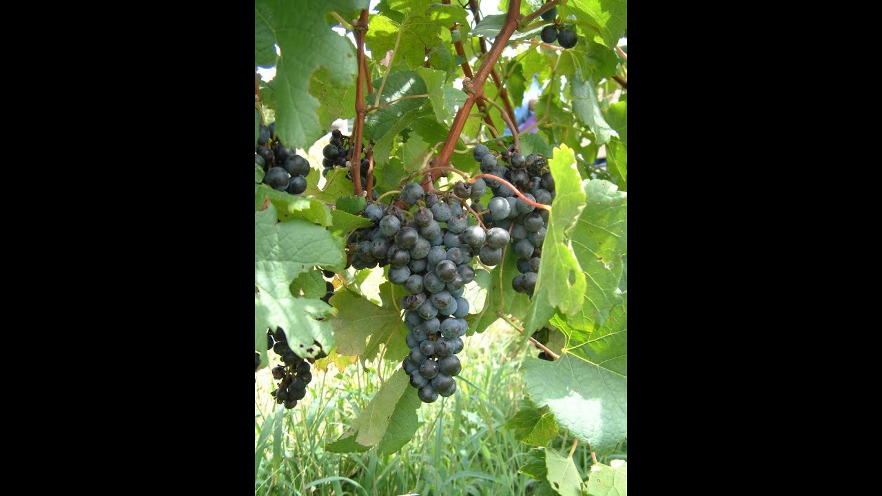 Michael Olivier Talking Wine Landskroon Pinotage 2018