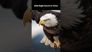 Real Bald Eagle Sound or Voice, 2023 | #baldeagle #sound #voice #viral #2023