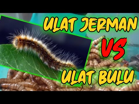 EKSPERIMEN 9 : ULAT JERMAN VS ULAT BULU